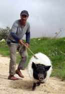 Das Schwein von Gaza Bild 2