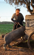 Das Schwein von Gaza Bild 4