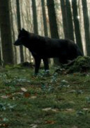 Die dunkle Seite des Mondes Bild 1