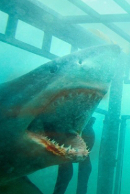 Shark Night Bild 2