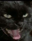 The Black Cat Bild 2